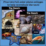 Beach Mini Book for Early Readers: Beach Animals