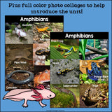 Amphibians Mini Book for Early Readers: Animal Groups and Classifications