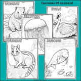 Australian Animals Research Posters, Coloring Pages - Animal Research Project