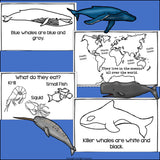 Whales Mini Book for Early Readers