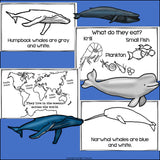 Whales Mini Book for Early Readers