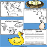 Goose Mini Book for Early Readers - Animal Study, Geese, Goose