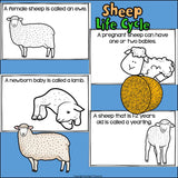 Sheep Mini Book for Early Readers - Animal Study