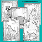 Woodland Animals Research Posters, Coloring Pages - Animal Research Project