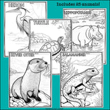 Wetland Animals Research Posters, Coloring Pages - Animal Research Project