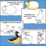 Goose Mini Book for Early Readers - Animal Study, Geese, Goose