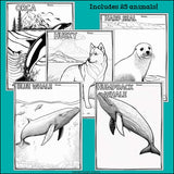 Arctic Animals Research Posters, Coloring Pages - Animal Research Project