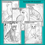 Rainforest Animals Research Posters, Coloring Pages - Animal Research Project