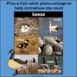 Goose Mini Book for Early Readers - Animal Study, Geese, Goose