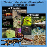 Arthropods Mini Book for Early Readers: Animal Groups and Classifications