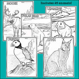 Arctic Animals Research Posters, Coloring Pages - Animal Research Project