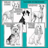 Dog Breeds Research Posters, Coloring Pages - Animal Research Project