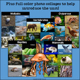 Animal Groups Mini Book for Early Readers