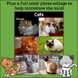 Cats Mini Book for Early Readers