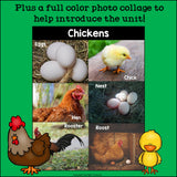 Chickens Mini Book for Early Readers