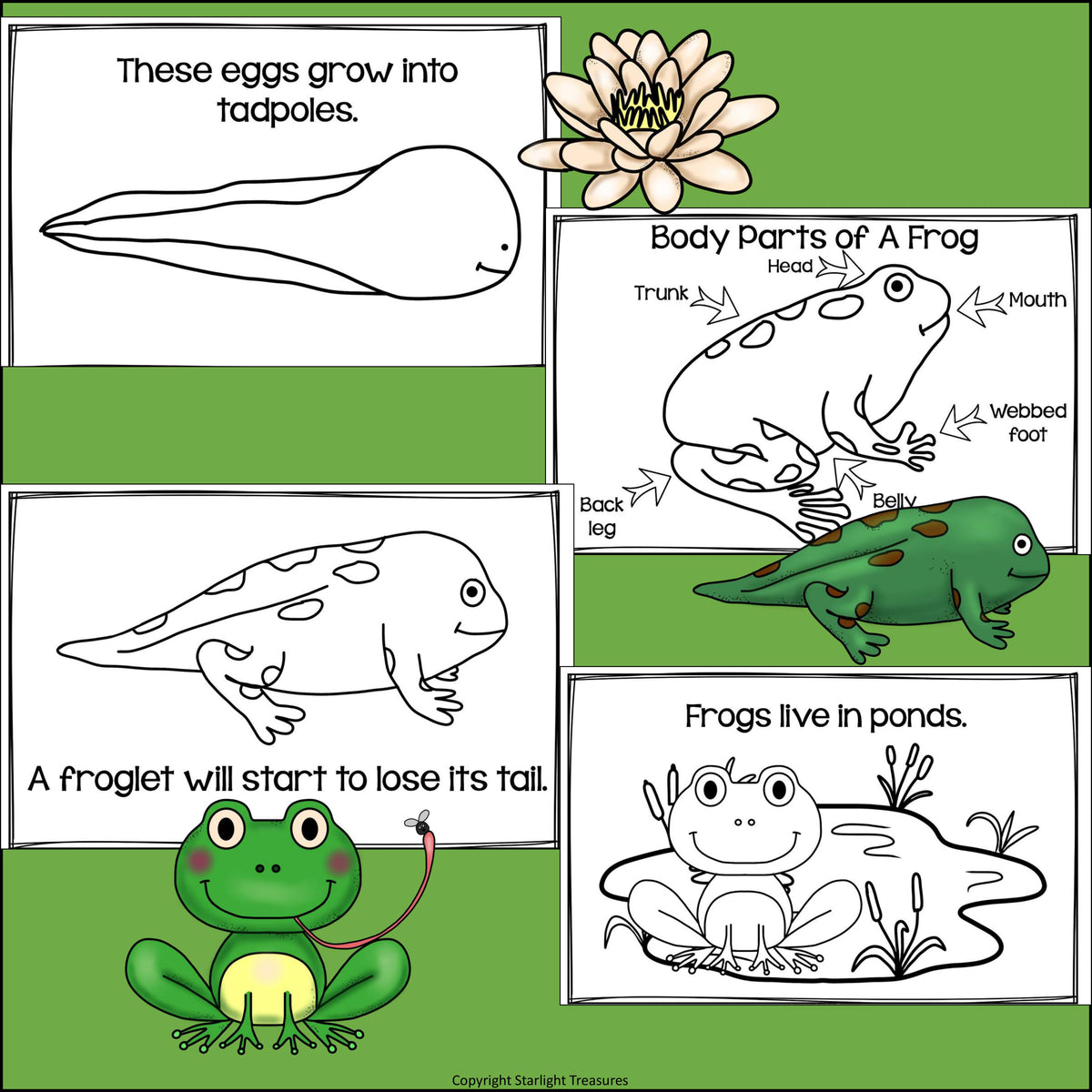 Frogs Mini Book for Early Readers – Starlight Treasures LLC