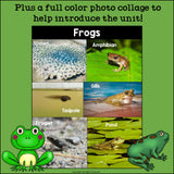 Frogs Mini Book for Early Readers