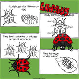 Ladybugs Mini Book for Early Readers