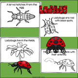 Ladybugs Mini Book for Early Readers