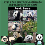 Panda Bears Mini Book for Early Readers