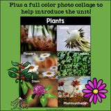 Plants Mini Book for Early Readers: Photosynthesis
