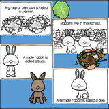 Rabbits Mini Book for Early Readers - Bunny Mini Book