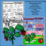 Strawberry Fact Sheet for Early Readers
