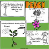 Peach Mini Book for Early Readers