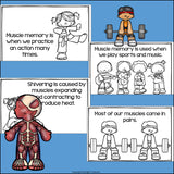 Human Body Systems: Muscular System Mini Book for Early Readers
