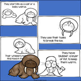 Walruses Mini Book for Early Readers - Walrus