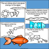 Pond Food Chain Mini Book for Early Readers - Food Chains