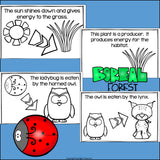 Boreal Forest Food Chain Mini Book for Early Reader