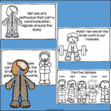 Human Body Systems: Nervous System Mini Book for Early Readers