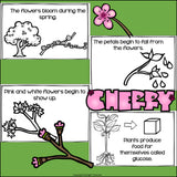 Cherry Blossom Mini Book for Early Readers