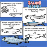 Salmon Mini Book for Early Readers