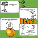 Peach Mini Book for Early Readers