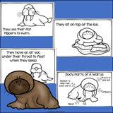 Walruses Mini Book for Early Readers - Walrus