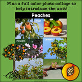 Peach Mini Book for Early Readers