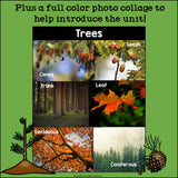 Trees Mini Book for Early Readers