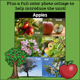 Apples Mini Book for Early Readers