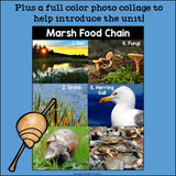 Marsh Food Chain Mini Book for Early Readers - Food Chains