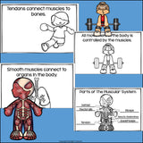 Human Body Systems: Muscular System Mini Book for Early Readers