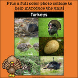Turkeys Mini Book for Early Readers