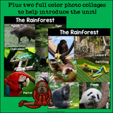 The Rainforest Mini Book for Early Readers: Rainforest Animals