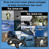 The Antarctic Mini Book for Early Readers: Antarctic Animals