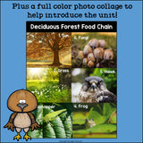 Deciduous Forest Food Chain Mini Book for Early Readers - Food Chains