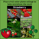 Strawberry Mini Book for Early Readers