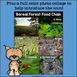 Boreal Forest Food Chain Mini Book for Early Reader
