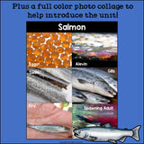 Salmon Mini Book for Early Readers