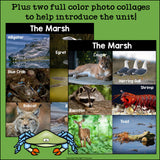 The Marsh Mini Book for Early Readers: Marsh Animals